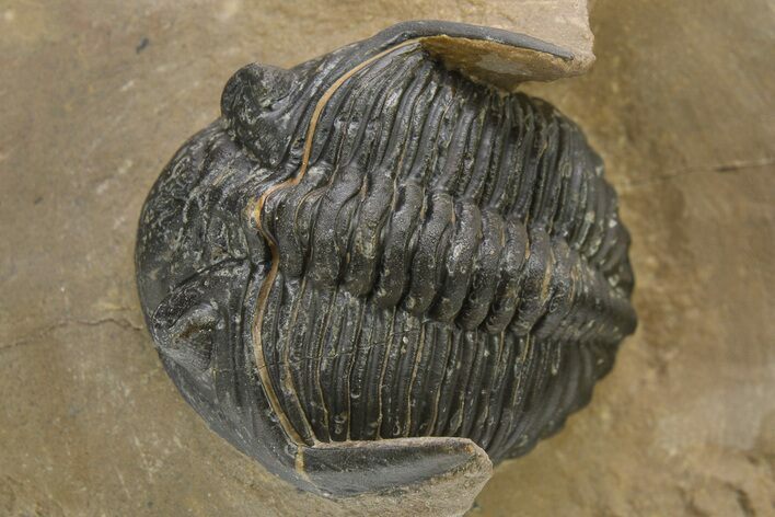 Curled Hollardops Trilobite - Foum Zguid, Morocco #275232